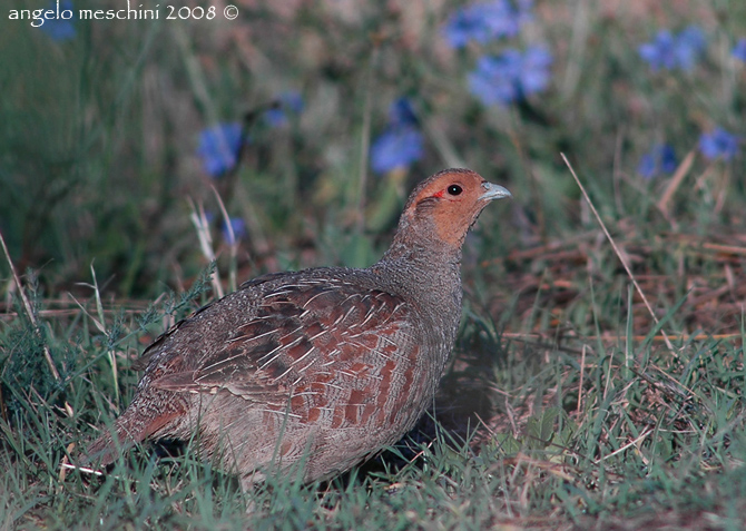 Starna Perdix perdix. Tre ritratti.